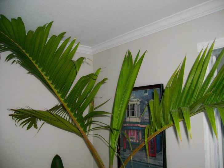 Комнатные гиофорбы-пальмы высотой до 2-х м, но все равно крупные и объемистые. © edible_plum
