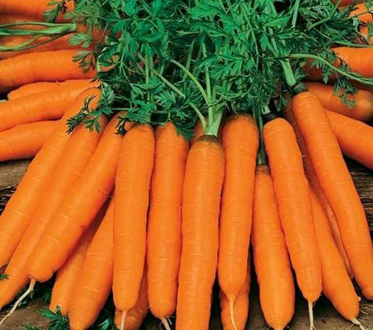 Морковь «Амстердамская». © good-harvest