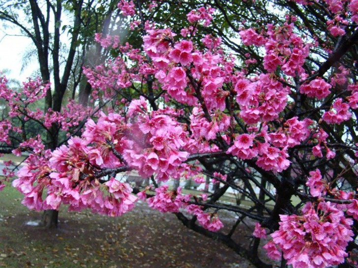 Вишня колокольчатая (Prunus campanulata). © mauro halpern