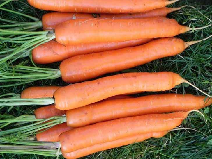 Морковь «Тушон». © bloomingarden