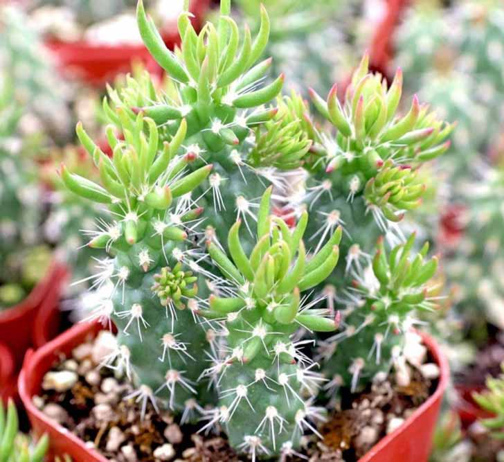 Аустроцилиндропунция шиловидная (Austrocylindropuntia subulata). © Mountain Crest Gardens