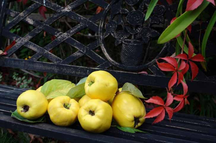 Для получения максимального вкуса и аромата плоды айвы стоит подержать на дереве, как можно дольше. © julia_HalleFotoFan