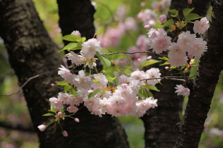 Горная сакура (Prunus Jamasakura). © Eiki Yasuda