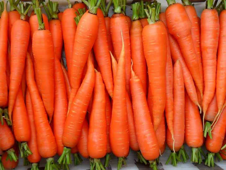 Морковь «Оранжевый мускат». © yukle.mobi