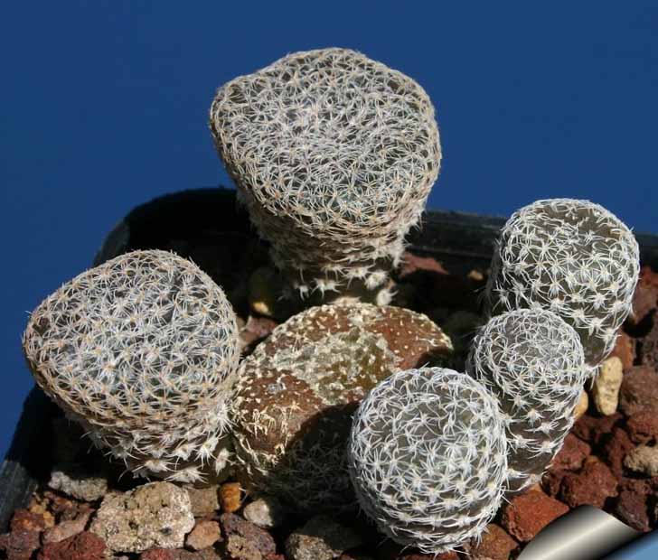 Аустроцилиндропунция булавовидная (Austrocylindropuntia clavarioides). © Cactus Art