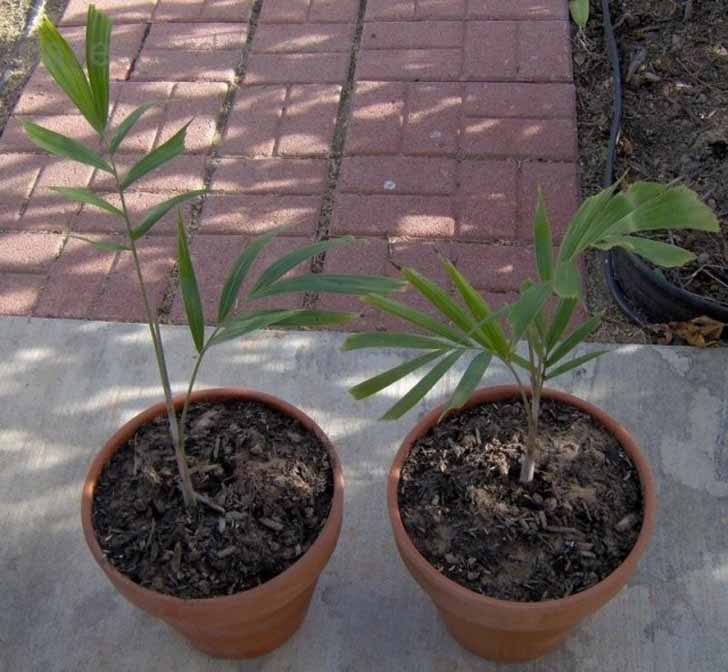 Единственным методом размножения бутылочной пальмы является выращивание из семян. © Dave’s Garden