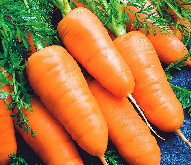 Морковь «Каротель». © fedsp