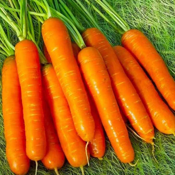 Морковь «Нантская 4». © bloomingarden
