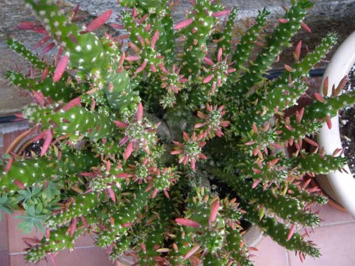 Благодаря активному образованию боковых побегов и деток размножить аустроцилиндропунции очень легко. © World of Succulents