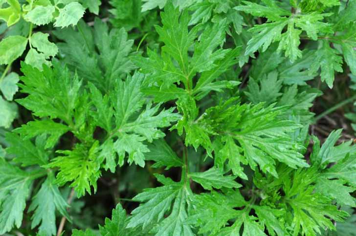 Полынь обыкновенная (Artemisia vulgaris)