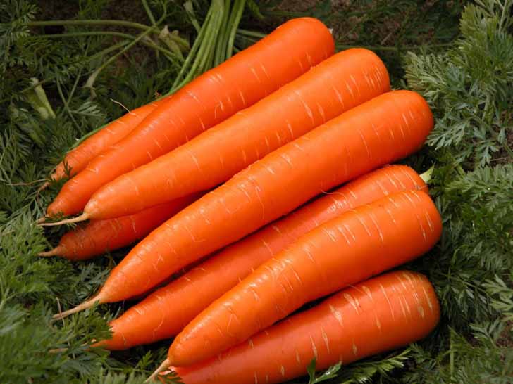 Морковь «Витаминная 6». © habernediyor