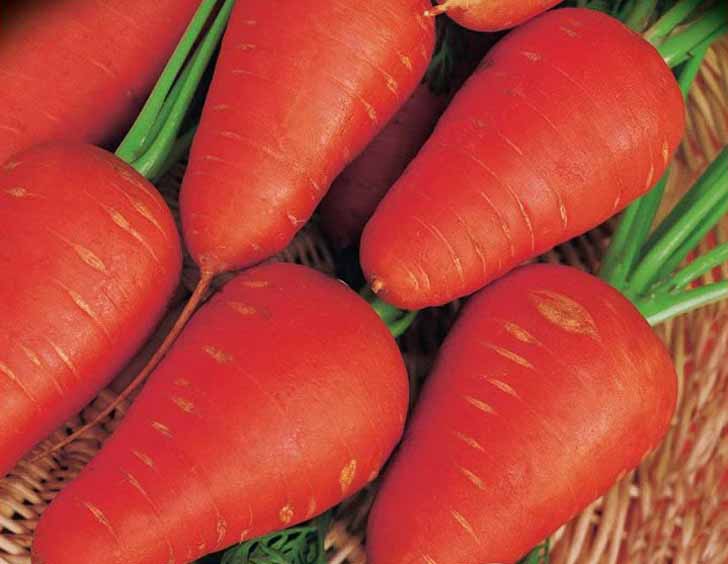 Морковь «Шантенэ 2461». © rozetka