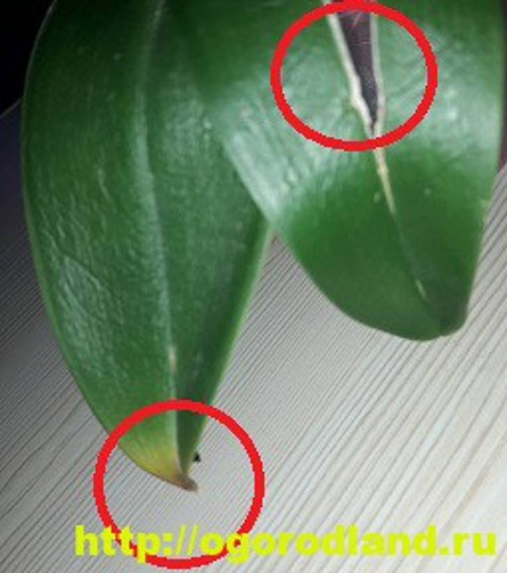 Механические повреждения листьев орхидеи