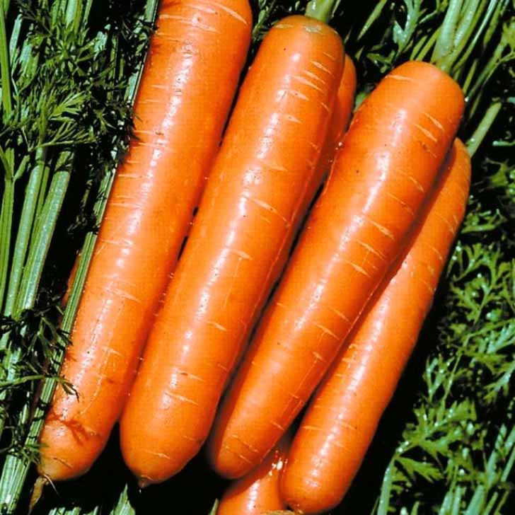 Морковь «Сладкая зима». © ogoogorod