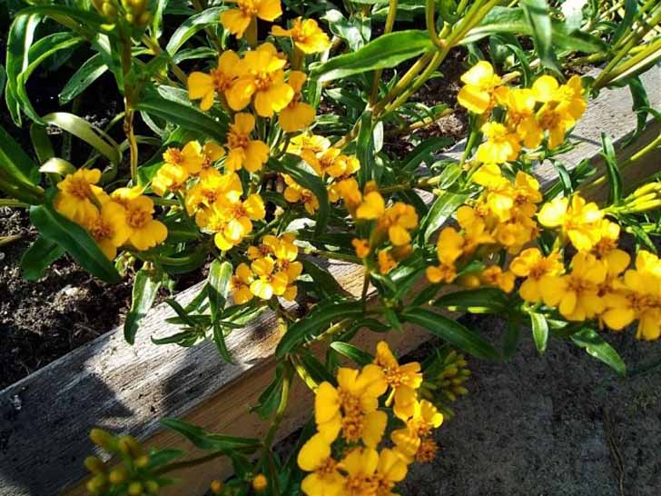 Бархатцы анисовые (Tagetes anisata) «Анисовый аромат». © Seedspost
