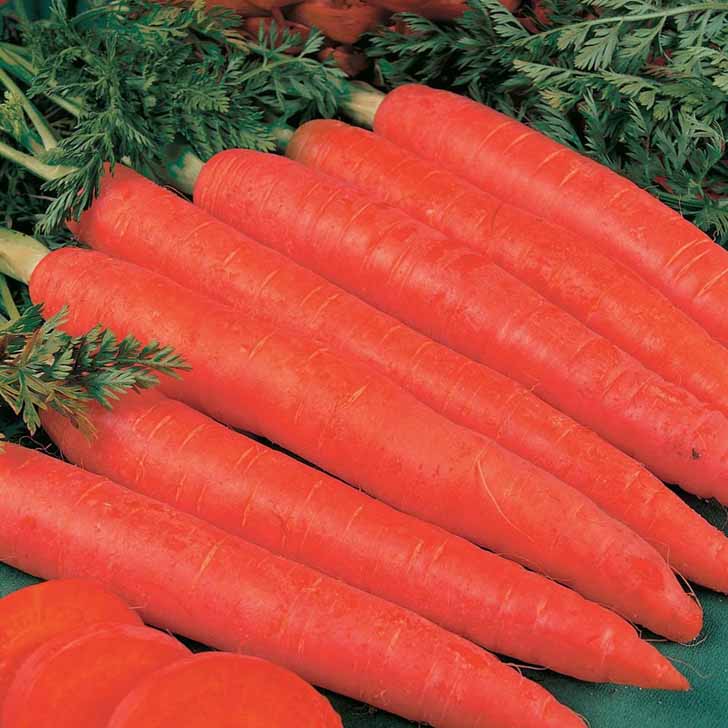 Морковь «Красный Великан». © розалия