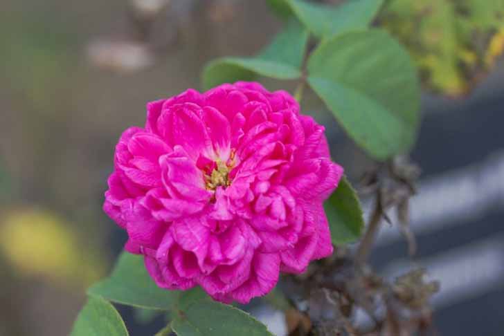 Роза дамасская (Rosa damascene). © PierreSelim
