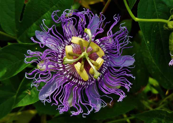 Пассифлора инкарнатная (Passiflora incarnata). © Matthew Beziat