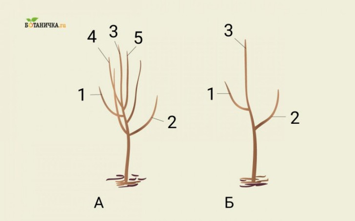 Формирование кроны юной яблони: А – саженец до обрезки, Б – саженец после формирования первого яруса кроны. 1 и 2 – ветви первого яруса, 3 – центральный проводник, 4 и 5 – ветки, подлежащие обрезке