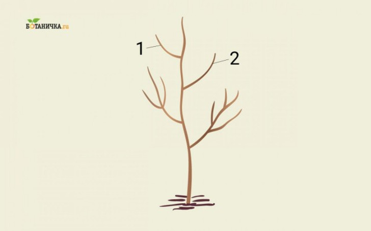 Формирование кроны юной яблони: ветки 1 и 2 – каркасные ветки второго яруса кроны