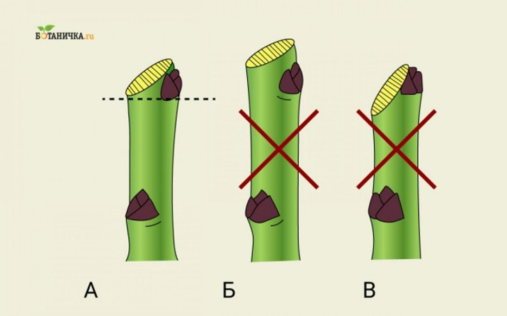 Техника обрезки ветвей: А – правильно, Б и В – неправильно