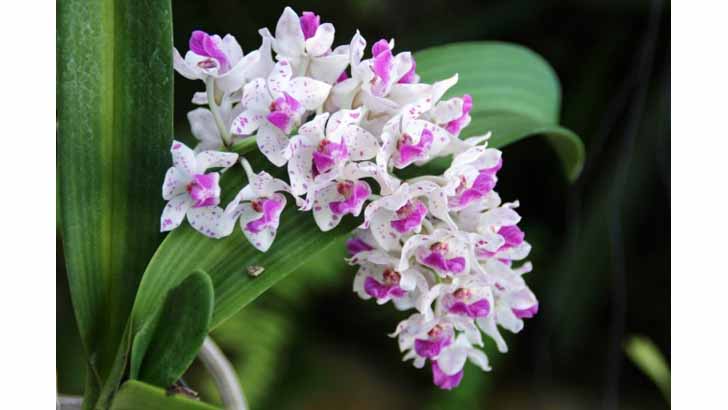 7 ароматных орхидей с пряным запахом