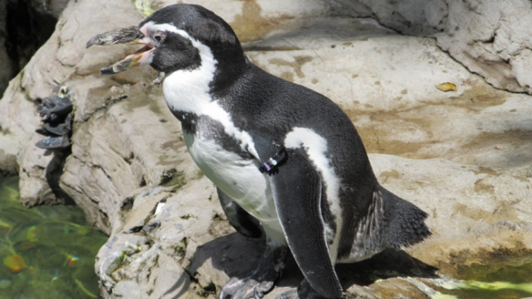 «Пингвиний парад» проведут в Московском зоопарке