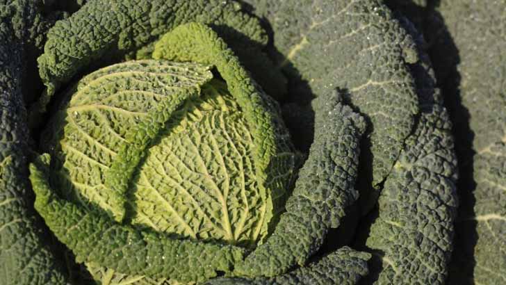 5 необычных видов капусты, которые нужно обязательно выращивать