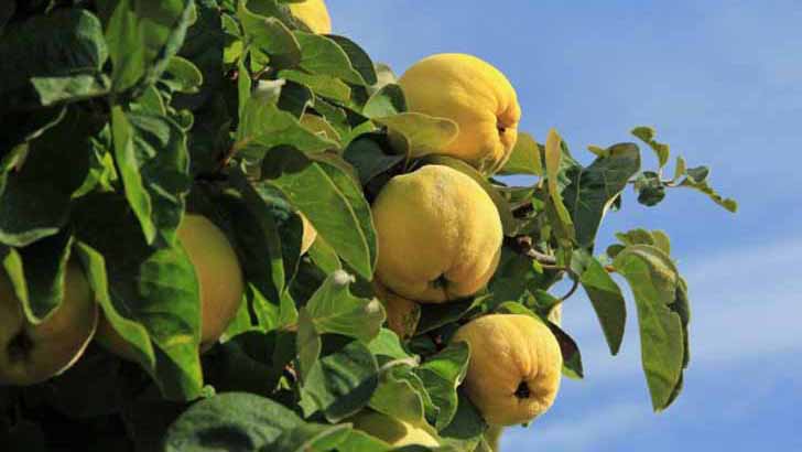 Айва — красивое дерево, вкусные и полезные плоды