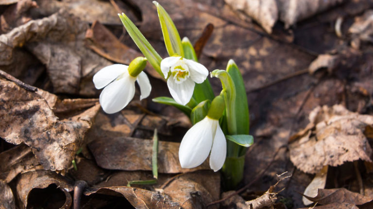 Посетители «Аптекарского огорода» смогут застать пик цветения подснежников до 7 апреля 2019 года
