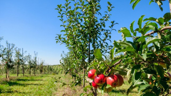 Формирующая обрезка яблони — от саженца до взрослого дерева
