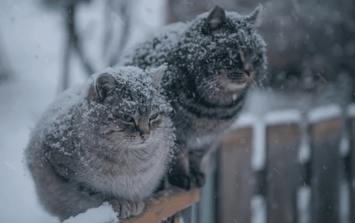 зима и котики2