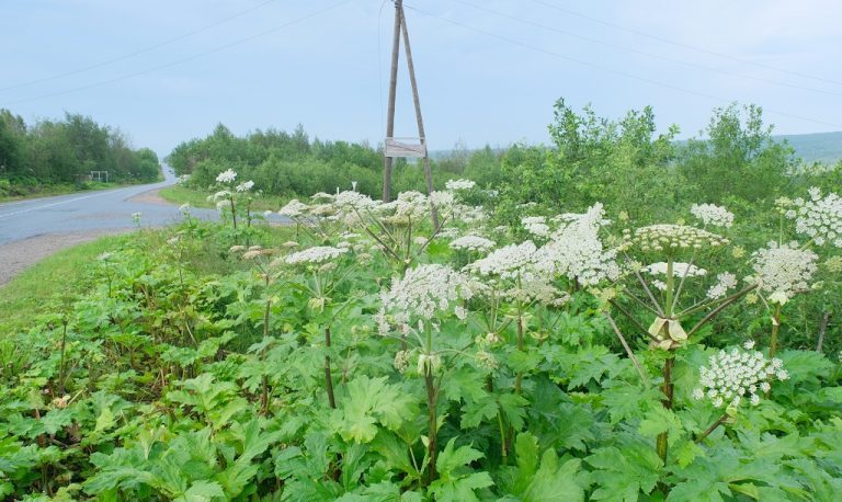 Борщевик в интерьере сухой