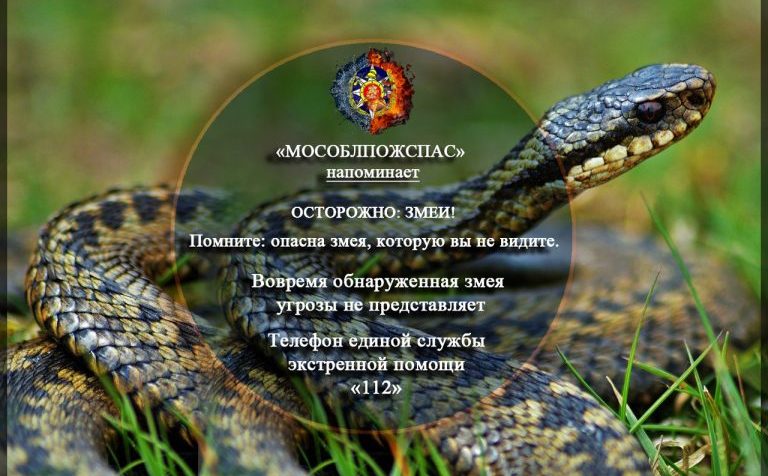 «Мособлпожспас» предупреждает: в Подмосковье проснулись змеи