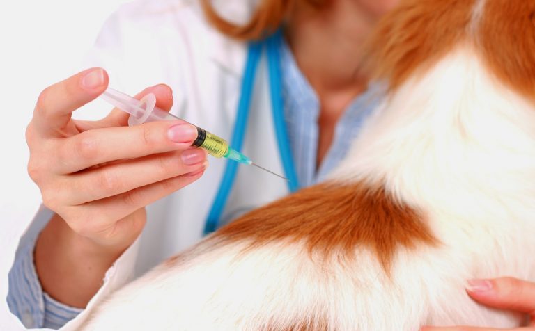 Передвижные пункты вакцинации животных в Подмосковье возобновили работу