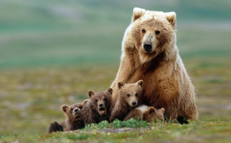 Клинский лес: «Превед, медвед!»