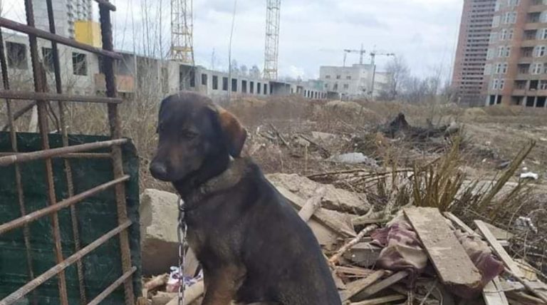 На стройках в Подмосковье запретили содержать собак