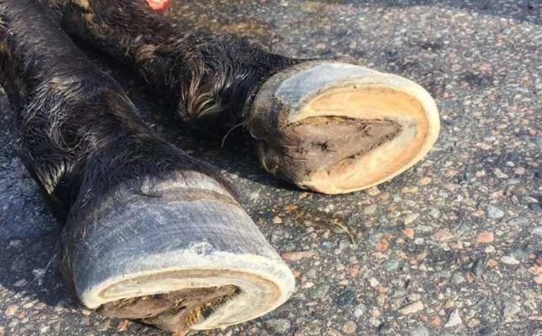 Девочку на лошади сбил автобус в г.о. Клин Московской области