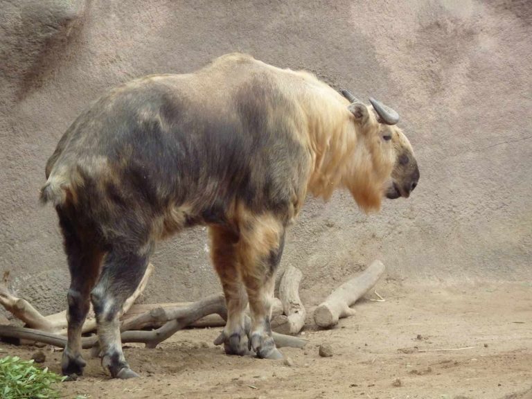В Московском зоопарке родился сычуаньский такин
