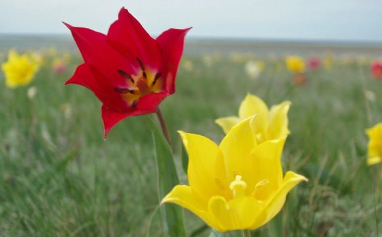 Фотовыставка дикорастущих тюльпанов пройдёт в Клину