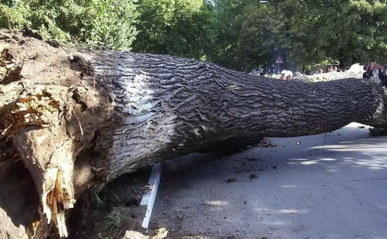 Дерево упало на остановку в г.о. Солнечногорск