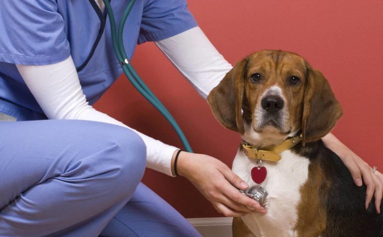 Более 3,6 тыс случаев заболевания собак пироплазмозом выявили в Подмосковье в этом году