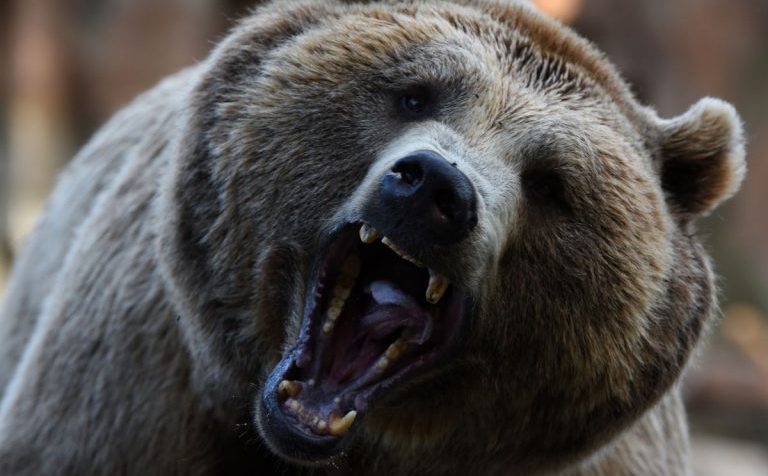 Ещё одна жертва нападения медведя в столичном регионе