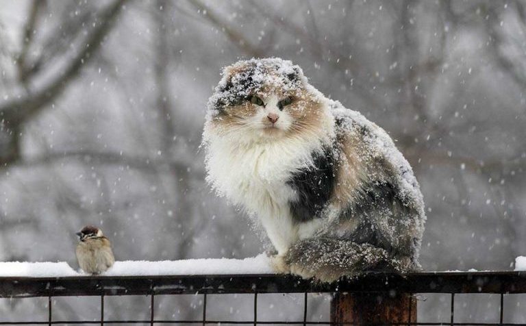 Мокрый снег ожидается сегодня в Клину Московской области