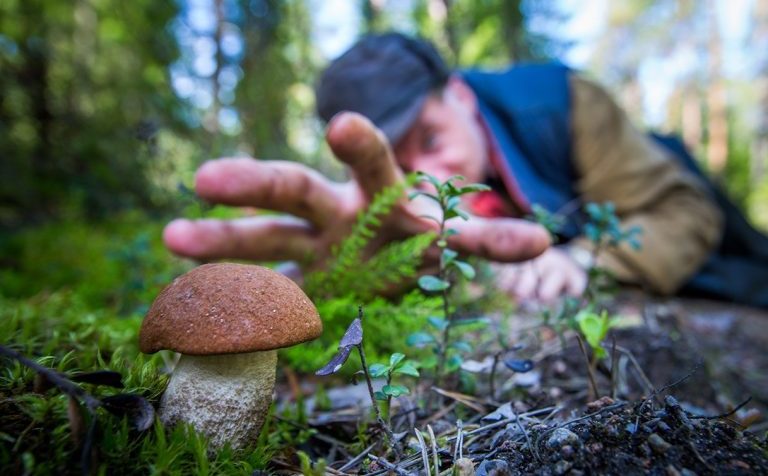 Какие грибы можно найти в подмосковных лесах в октябре
