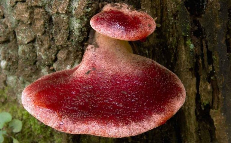 Кровавыми слезами заплакали грибы в подмосковных лесах