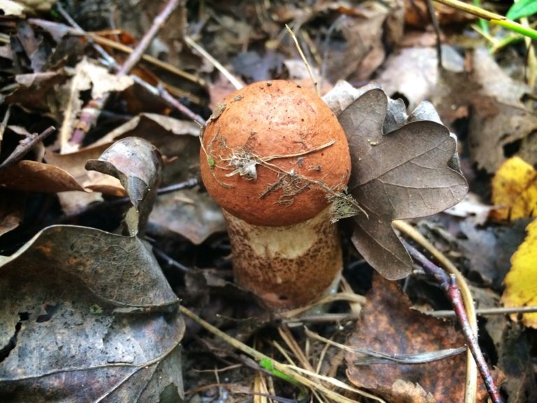 В подмосковных лесах начался сезон летних грибов