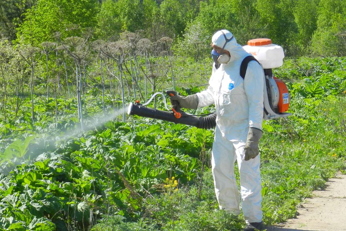 На муниципальных землях борщевик истребляется комплексно - Издательский дом  ВИКО ПЛЮС