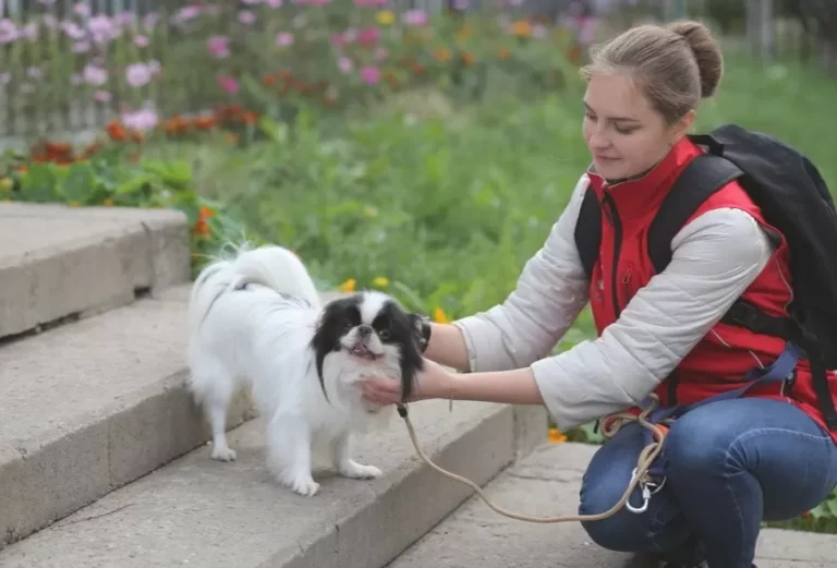Профессиональная дрессировка собак в Москве