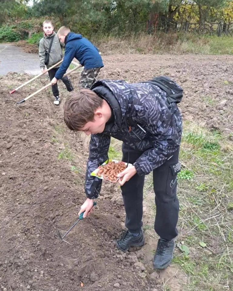 Желуди дуба черешчатого и семена сосны сибирской — в бороздах школьного питомника